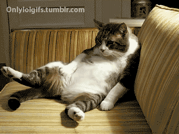 kot